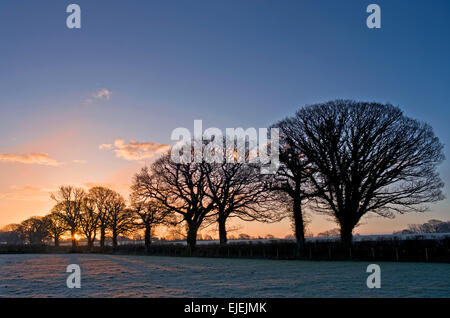 Cumbria, England, UK. 25. März 2015. Sonnenaufgang über dem Ackerland in der Nähe von Wigton. Die Felder sind nach einer kalten klaren Nacht Frost bedeckt und eine Reihe von alten Eichen in der Hecke ist Silhouette gegen den Sonnenaufgang Himmel Credit: Julie Fryer/Alamy Live News Stockfoto