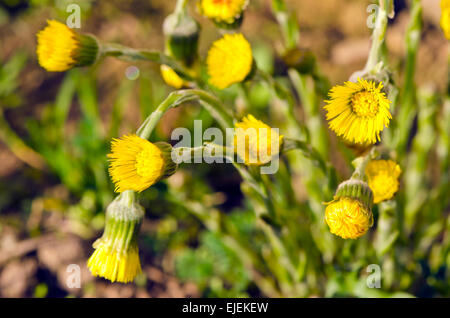 zeitigen Frühjahr wild medizinische Blumen Huflattich Tussilago Farfara Gruppe Stockfoto