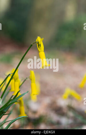 Narcissus Cyclamineus. Alpenveilchen blühenden Narzissen in einem englischen Waldgebiet Stockfoto