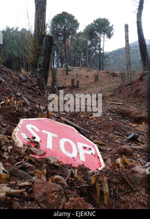 Stop-Schild vor Kastanienwald, Entwaldung durch asiatische Kastanien Gall Wasp, Refugio de Juanar, Andalusien, Spanien. Stockfoto