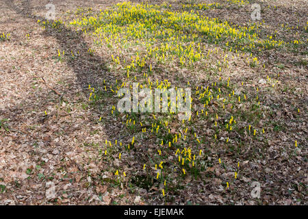 Narcissus Cyclamineus. Alpenveilchen blühenden Narzissen in einem englischen Waldgebiet Stockfoto