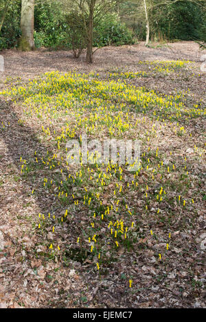 Narcissus Cyclamineus. Alpenveilchen blühenden Narzissen in einem englischen Waldgebiet Stockfoto