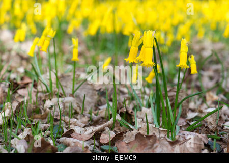 Narcissus Cyclamineus. Alpenveilchen blühenden Narzissen in einem englischen Waldgebiet Stockfoto