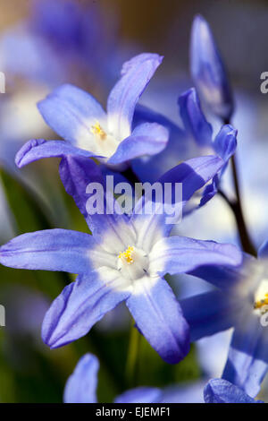 Chionodoxa luciliae Frühfrühlingsblüten Stockfoto