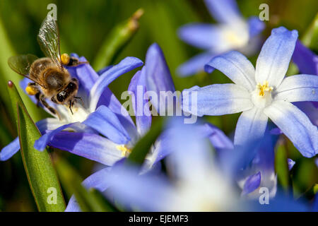 Herrlichkeit der Schnee, Scilla luciliae-, Chionodoxa luciliae-, Biene Nahaufnahme Stockfoto