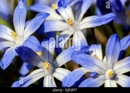 Glory of the Snow, Scilla luciliae, Chionodoxa luciliae, frühe Frühlingsblumen Weiße blaue Blume Stockfoto