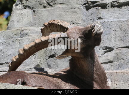 Alpensteinbock oder Steinbock (Capra Ibex) Portrait von einem großen Bock mit großen Hörnern Stockfoto