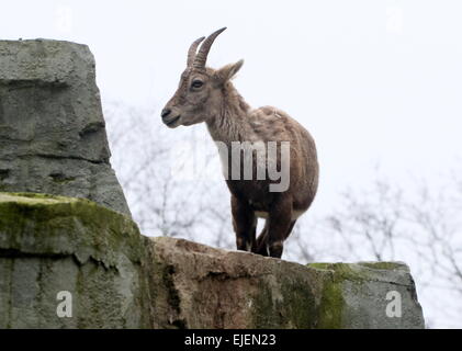 Alpensteinbock oder Steinbock (Capra Ibex) Stockfoto