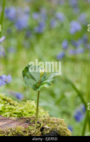 Buche: Fagus Sylvatica. Sämling. Surrey, England Stockfoto