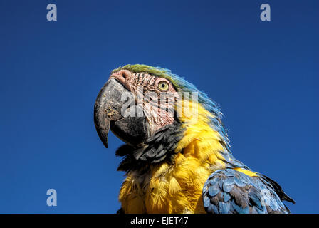 Schöne Ara Papagei mit bunten blauen und gelben Federn Stockfoto