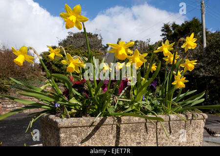 Narcissus 'Tête-à-Tête' (Zwerg-Narzisse) in Stein Behälter mit Stiefmütterchen auf einer Wand drausen pro Bungalow neben der Straße. Stockfoto