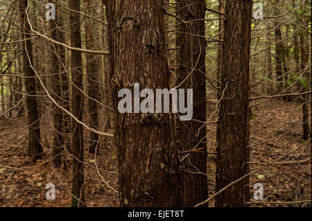 Ost- oder Northern weiße Zeder (Thuja Occidentalis) wächst in der Nähe von Flusses Bighead, Meaford, Ontario. Stockfoto