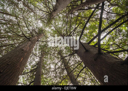 Ost- oder Northern weiße Zeder (Thuja Occidentalis) wächst in der Nähe von Flusses Bighead, Meaford, Ontario. Stockfoto