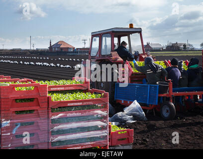 Tarleton, Lancashire, Großbritannien 25. März 2015. 265 Massey Ferguson Traktor warme Temperaturen & Trockenböden ermöglichen es Landarbeitern, Arbeitern und Besitzern, Frühlingsfrüchte und Gemüse mit einem Salattopfer zu Pflanzen, der bis zu 1200 Sämlinge pro Stunde pflanzt. Diese sollten nun im neu bebauten Boden gedeihen. Dieses Gebiet, größtenteils ländliches Land, das Gemüsepflanzen gewidmet ist, die auf dem reichen und fruchtbaren Boden von Tarleton Moss angebaut werden, beliefert viele der wichtigsten Supermärkte in Großbritannien sowie unabhängige Einzelhändler, Großhändler, Lebensmitteldienstleister und Lebensmittelhersteller. Stockfoto