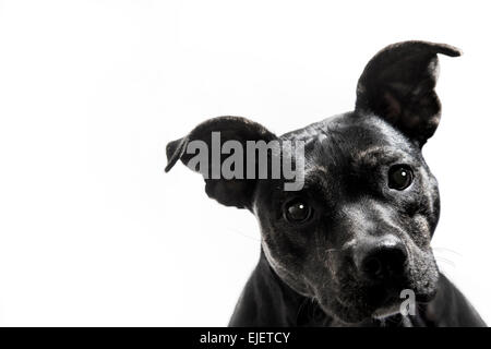 Schwarzer Terrier Pit Bull Mix Hund Portrait weißer Hintergrund Stockfoto