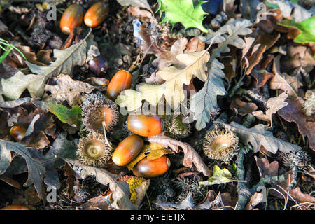 Eicheln und Blätter von einer Eiche (Quercus) verstreut auf dem Boden, England, UK Stockfoto