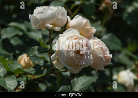 Jude the Obscure Rose in voller Blüte. Stockfoto