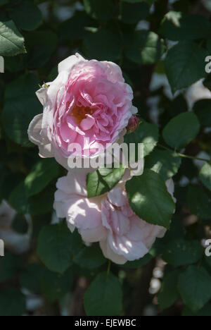Frau von Bath Rose--eine schöne rosa Rose--in voller Blüte. Stockfoto