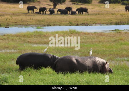 (150325)--BOTSWANA, 25. März 2015 (Xinhua)--zwei Nashorn in den Chobe National Park, Norden Botswanas, März zu sehen sind. 24, 2015. Kasane-Konferenz über den illegalen Handel mit Wildtieren wurde am Dienstag in Kasane, das Tor zum Chobe National Park, mit Delegationen aus 35 Ländern und rund 20 internationalen Organisationen statt. (Xinhua/Lu Tianran) (Azp) Stockfoto