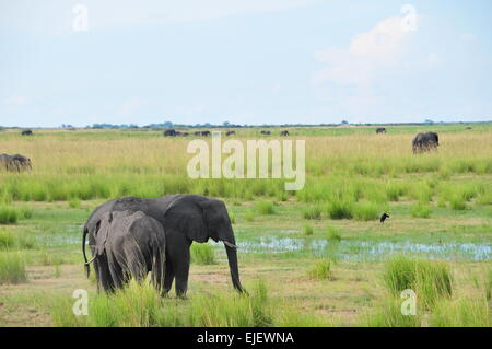 (150325)--BOTSWANA, 25 März, 2015(Xinhua)--zwei Elefanten im Chobe National Park, Norden Botswanas, 24. März 2015 zu sehen sind. Kasane-Konferenz über den illegalen Handel mit Wildtieren wurde am Dienstag in Kasane, das Tor zum Chobe National Park, mit Delegationen aus 35 Ländern und rund 20 internationalen Organisationen statt. (Xinhua/Lu Tianran) (Azp) Stockfoto