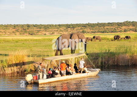 (150325)--BOTSWANA, 25. März 2015 (Xinhua)--Touristen beobachten Elefanten im Chobe National Park, Norden Botswanas, 24. März 2015. Kasane-Konferenz über den illegalen Handel mit Wildtieren wurde am Dienstag in Kasane, das Tor zum Chobe National Park, mit Delegationen aus 35 Ländern und rund 20 internationalen Organisationen statt. (Xinhua/Lu Tianran) (Azp) Stockfoto