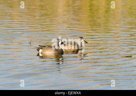 Ein paar Blue-winged Teal - männlich, Weiblich hinter Stockfoto