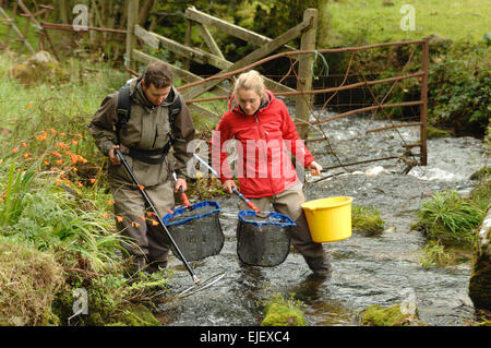 Westcounty Flüsse Vertrauen Electro Angeln am Fluss Wast Webburn bei Pitton Farm, Brücke Dartmoor National Park Devon England Stockfoto