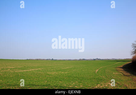 Ein Feld des Winters gesät Getreide im zeitigen Frühjahr bei Attlebridge, Norfolk, England, Vereinigtes Königreich. Stockfoto