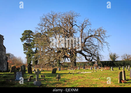 Ein Blick auf einen alten Kastanienbaum auf dem Friedhof in Swannington, Norfolk, England, Vereinigtes Königreich. Stockfoto