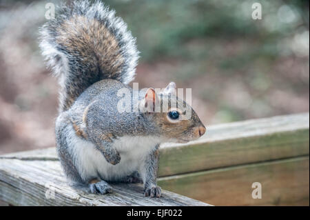 Das buschige Ostgrauhörnchen (Sciurus carolinensis) thront auf einer Hinterhofterrasse. (USA) Stockfoto