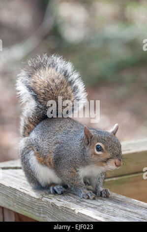 Baum-Eichhörnchen auf Holz Deck Geländer zu posieren. Stockfoto