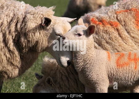 Discoed, Powys, Wales, UK März 2015. Eine walisische Frühlingslamm schmiegt sich an seine Mutter Ewe in einer sonnigen Wiese im ländlichen Powys Wales. Stockfoto