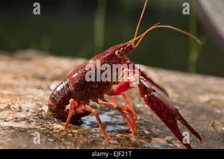 Porträt von Procambarus Clarkii, Süßwasserkrebse Arten, heimisch in den südöstlichen Vereinigten Staaten, aber auch auf Euro Stockfoto