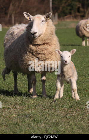 Powys, Wales, UK März 2015. Eine walisische Frühlingslamm bleibt in der Nähe der Ewe-Mutter in einer sonnigen Wiese im ländlichen Powys Wales. Stockfoto