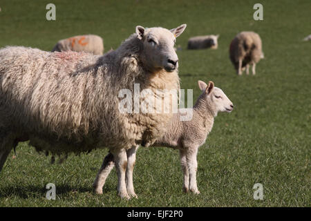 Discoed, Wales Powys, März 2015. Eine walisische Frühlingslamm bleibt in der Nähe der Ewe-Mutter in einer sonnigen Wiese im ländlichen Powys Wales heute. Stockfoto