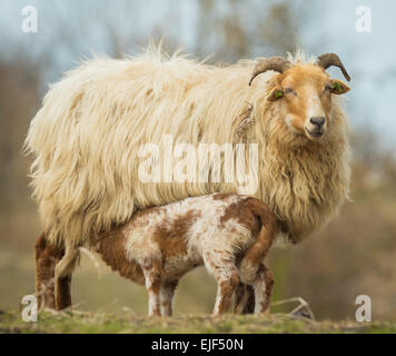 Neugeborenen braun weißes Lamm (Capra Aegagrus Hircus) im Frühling in einem Feld stehen und trinken Milch von seiner Mutter. Stockfoto