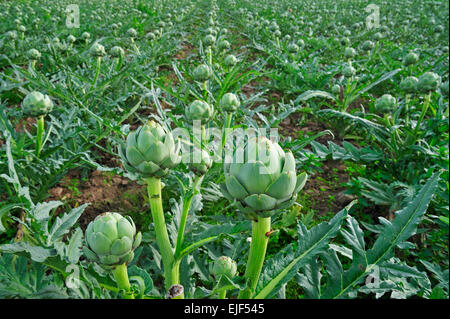 Kultivierte Artischocke (Cynara Cardunculus var Scolymus) Knospen wachsen in Feld Stockfoto
