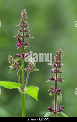 Hedge Woundwort / hedge-Brennessel (Niederwendischen Sylvatica) in Blüte Stockfoto