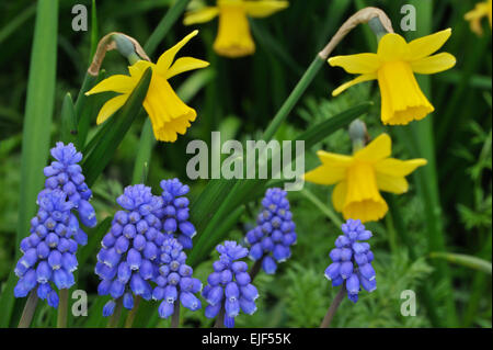 Gemeinsamen Traubenhyazinthen (Muscari Botryoides / Hyacinthus Botryoides L.) und Narzissen im Blumengarten Stockfoto