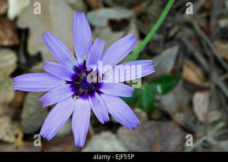 Berg Salat / blue Salat / mehrjährige Kopfsalat (Lactuca Perennis) in Blüte Stockfoto