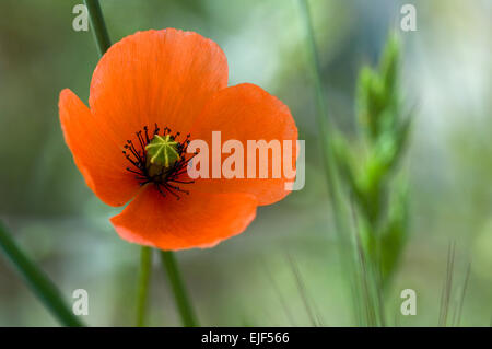 Long-headed Mohn / Blindeyes (Papaver Dubium) in Blüte Stockfoto