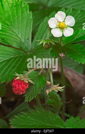 Wald-Erdbeere / wilde Erdbeeren (Fragaria Vesca) in Blüte Stockfoto