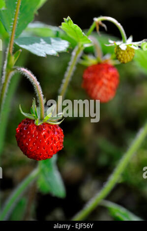 Wald-Erdbeere / wilde Erdbeeren (Fragaria Vesca) im Wald Stockfoto