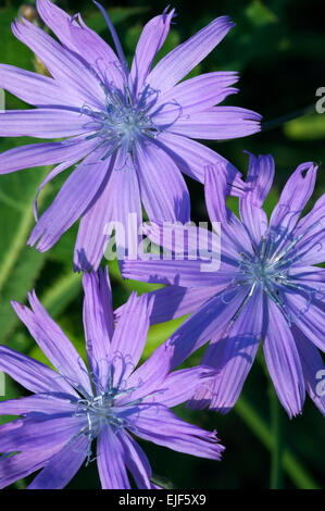 Allgemeine Zichorie (Cichorium Intybus) in Blüte Stockfoto