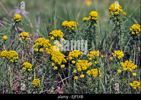 Zypressen-Wolfsmilch (Euphorbia Cyparissias) in Blüte Stockfoto