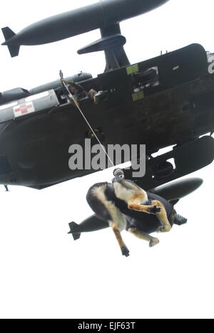 Meki, eine Luftwaffe militärische Arbeitshund, wird zu einem MEDEVAC-Hubschrauber während des Trainings in Fort Wainwright, Alaska statt gehisst.  Staff Sgt Matthew T MacRoberts veröffentlicht Stockfoto