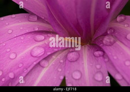 Nach Regen blühen. Stockfoto