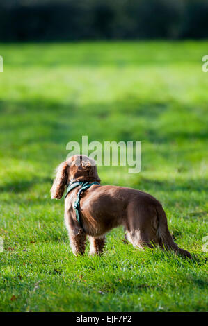 Sprocker mit Gurt im stehen im Bereich umzusehen Stockfoto