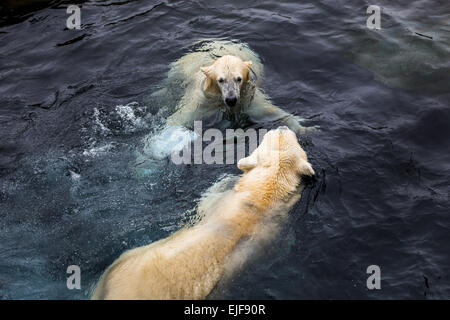 Eisbären in tiefem Wasser zu spielen. Stockfoto