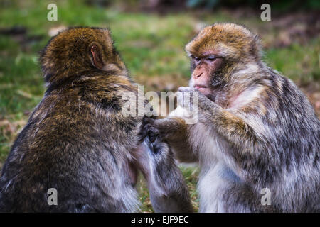 Berberaffe ist miteinander pflegen. Stockfoto